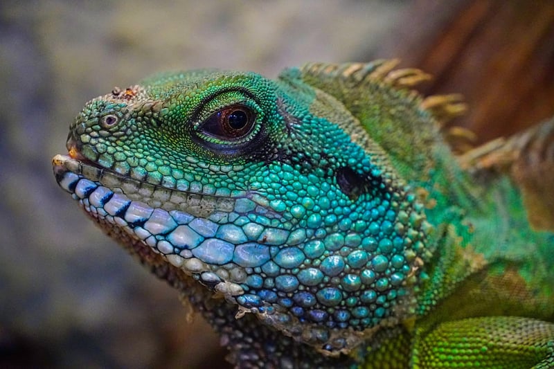 Dragon Suit